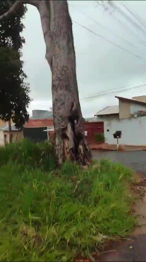 Árvore em risco de queda preocupa moradores no Bairro Mata do Segredo