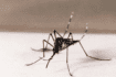 Aedes aegypti é o mosquito transmissor da dengue, zika e chikungunya. (Reprodução/Genilton Vieira/Instituto Oswaldo Cruz)