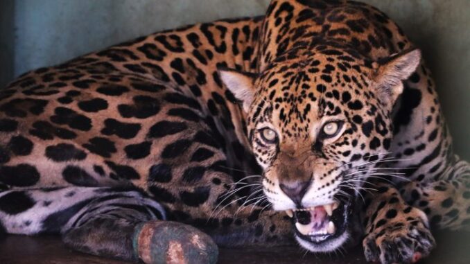 Visita-Hospital-Ayty-Onca-Miranda-Foto-SAul-Schramm-18-730x480