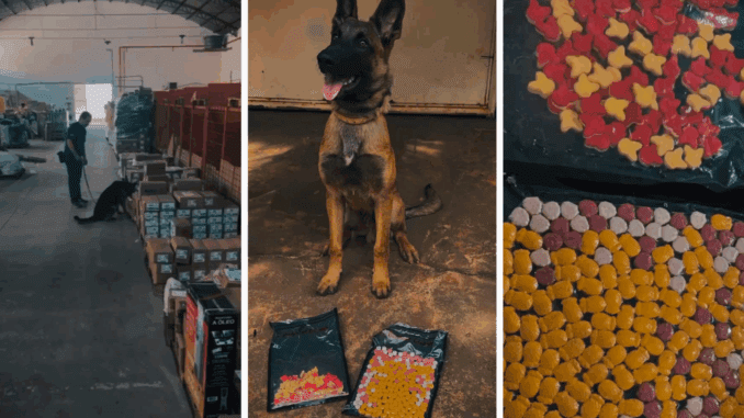 Cão farejador da Denar K9 (Foto: Divulgação PCMS)